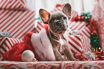 Lindo perrito como regalo de Navidad
